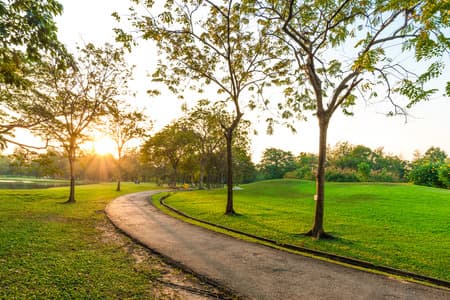 A sunlit walking path through a park